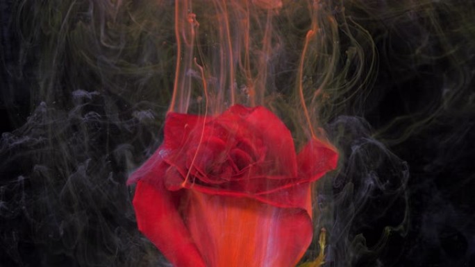 水溶性涂料流中的红玫瑰活花。