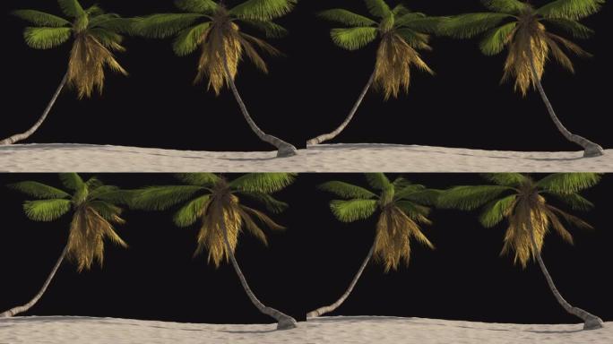 方坯，屏保海滩，透明背景上有热带棕榈树。