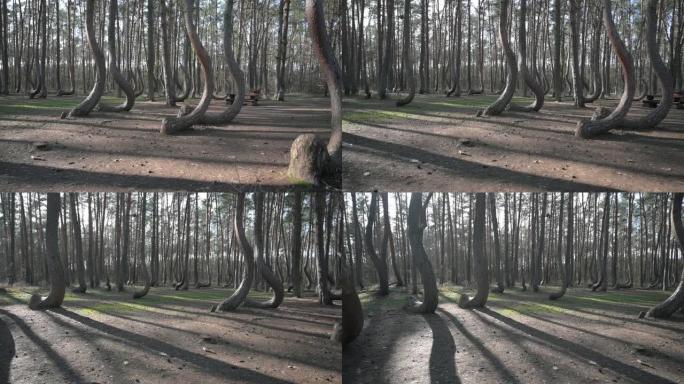 波兰格里菲诺的弯曲森林 “Krzywy Las” 中的弯曲树木