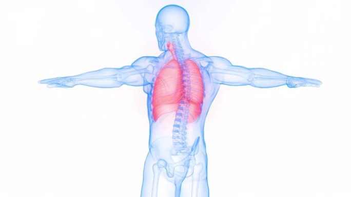 具有隔膜解剖动画概念的人体呼吸系统肺