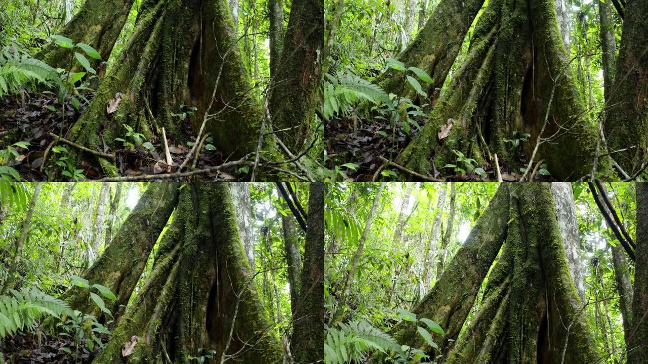 覆盖在苔藓中的热带树根的特写，自然背景