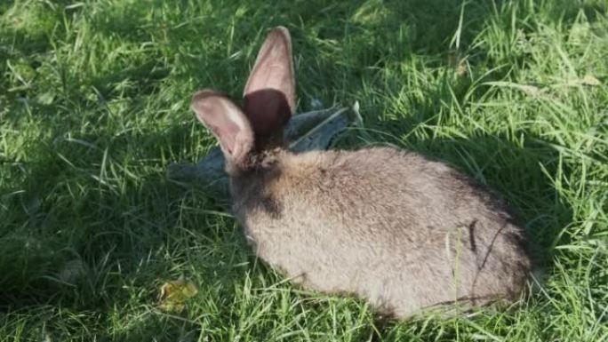 一只灰色的小家兔正在花园里吃白菜叶和绿草。