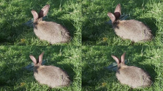 一只灰色的小家兔正在花园里吃白菜叶和绿草。