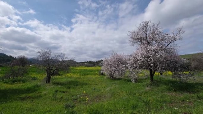 杏树，开粉白色花朵。春天到来的场景。