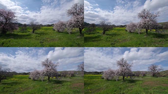 杏树，开粉白色花朵。春天到来的场景。
