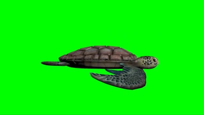 乌龟在绿屏上游泳