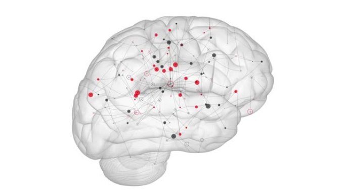 神经网络。人脑科研中枢神经神经系统