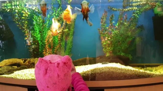 一个小女孩看着水族馆里的鱼
