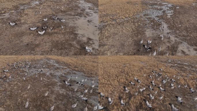 青海 旅游 生态 海西 灰鹤 宣传片