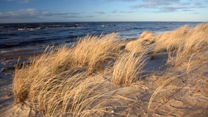拉脱维亚阳光明媚的春天傍晚的波罗的海和干草。
