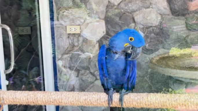 一只蓝色金刚鹦鹉紧贴在玻璃笼子里的绳子上。