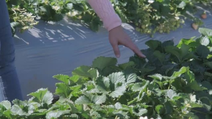 游客在花园里手工采摘草莓的特写