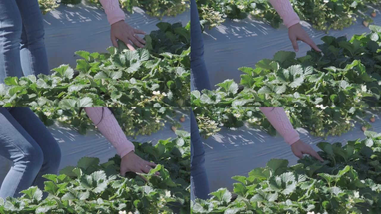 游客在花园里手工采摘草莓的特写