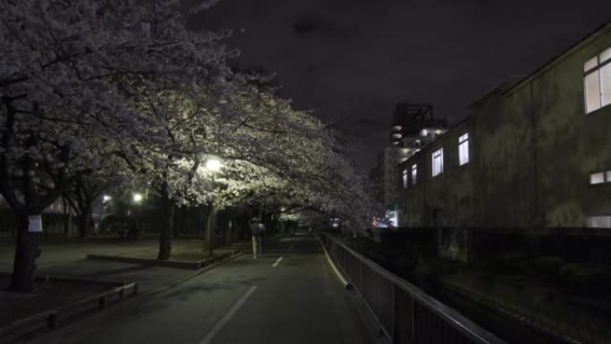 东京仙台波里川公园樱花夜景2022
