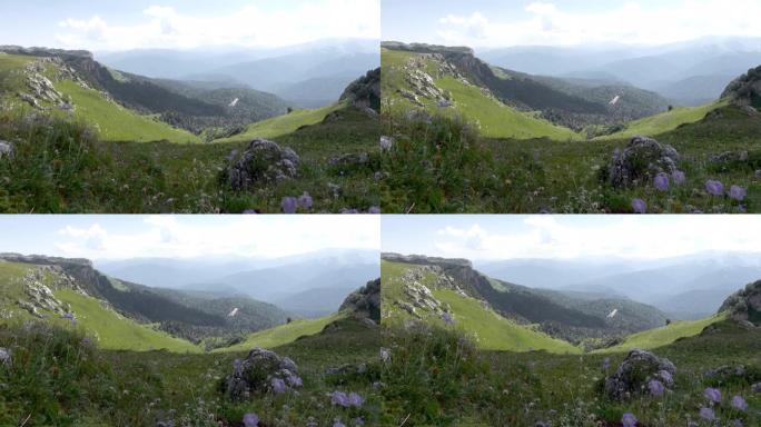 绿色山谷的山地景观。高山花。