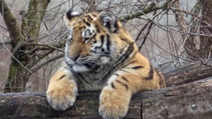 年轻的西伯利亚虎崽坐着