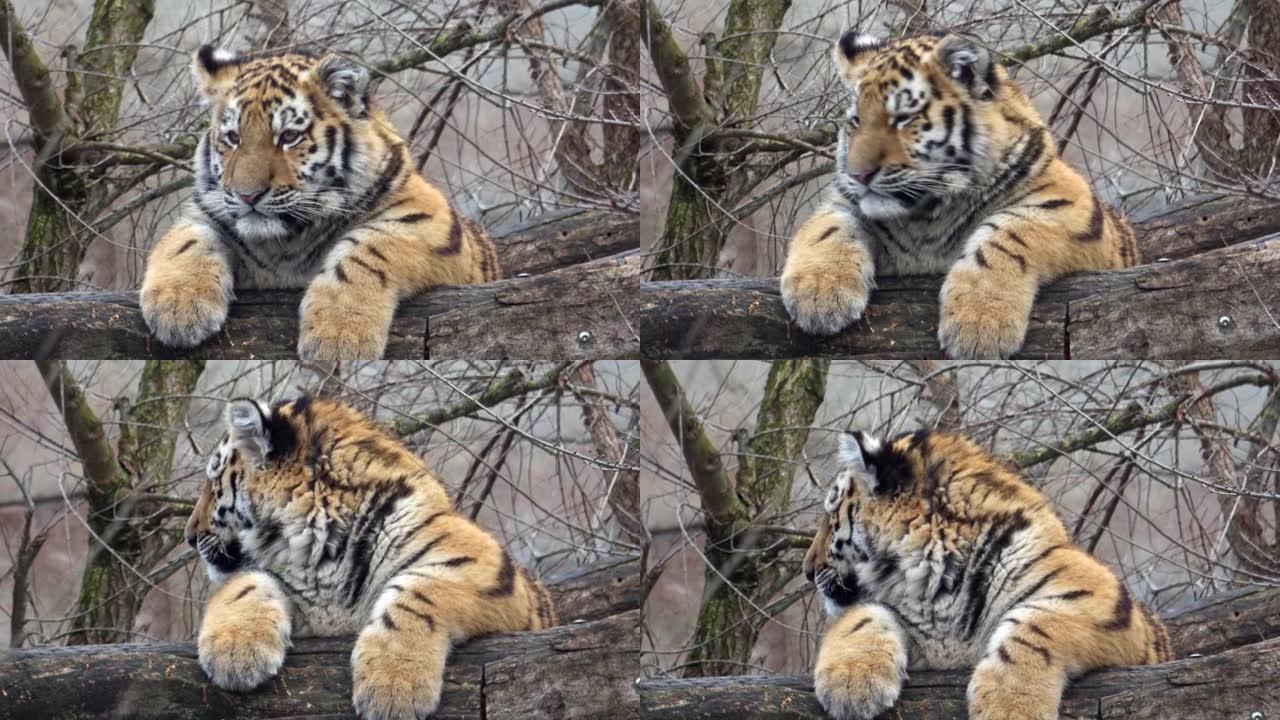 年轻的西伯利亚虎崽坐着