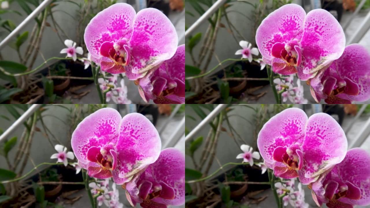 正在盛开的兰花是白色和紫色的组合
