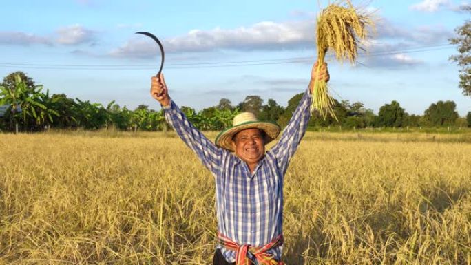 微笑的亚洲老年农民拿着水稻和镰刀，穿着衬衫和帽子站在黄色的稻田里。泰国农民