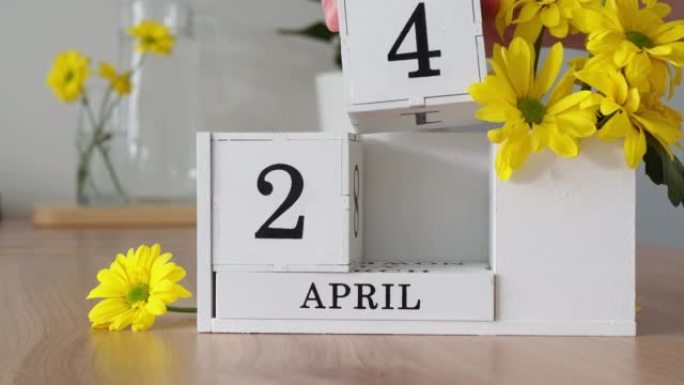 春季月份4月24日。女人的手翻过一个立方历法。黄色花朵旁边的桌子上的白色万年历。在一个月内更改日期。