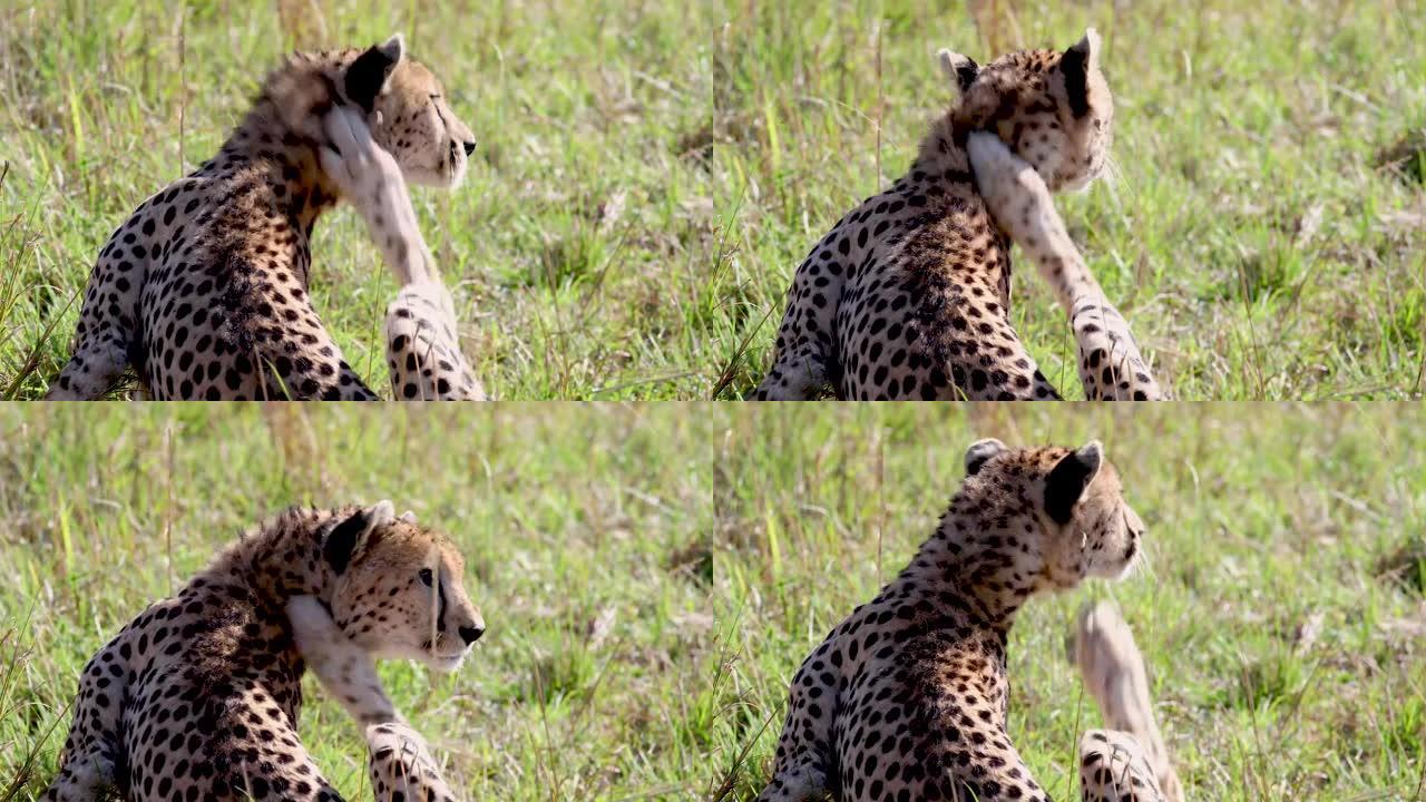 非洲猎豹猫抓痒