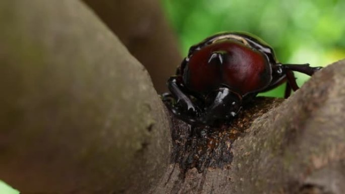 雄性甲虫的4k视频，固定镜头拍摄
