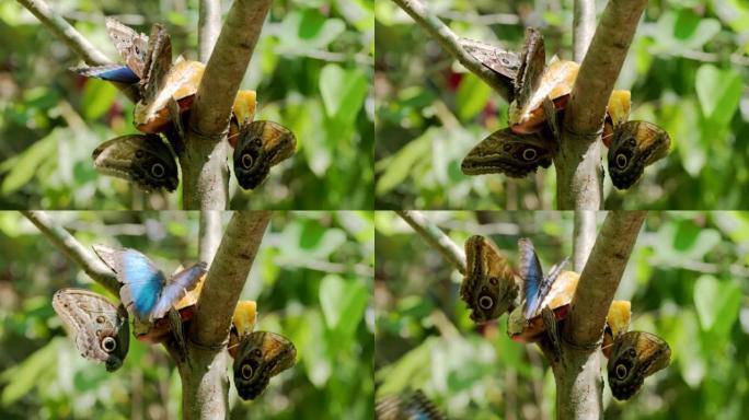 蓝色大闪蝶和猫头鹰蝴蝶吃香蕉的慢动作镜头