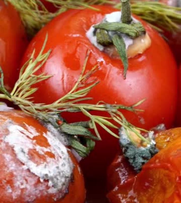 用莳萝变质的烂番茄，蔬菜上的腐烂霉菌，堆放有机生物废物。