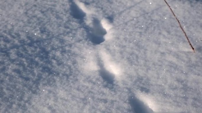 野兽的痕迹，雪中的痕迹。冬天新鲜的白雪上小动物的足迹。一切都被雪覆盖了。狐狸的痕迹。