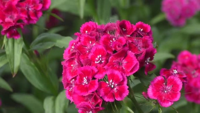 土耳其康乃馨花 (拉丁语.Dianthus barbatus)