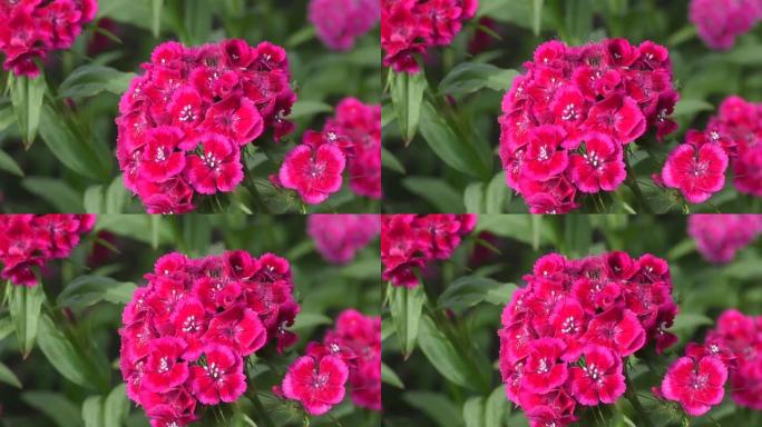 土耳其康乃馨花 (拉丁语.Dianthus barbatus)