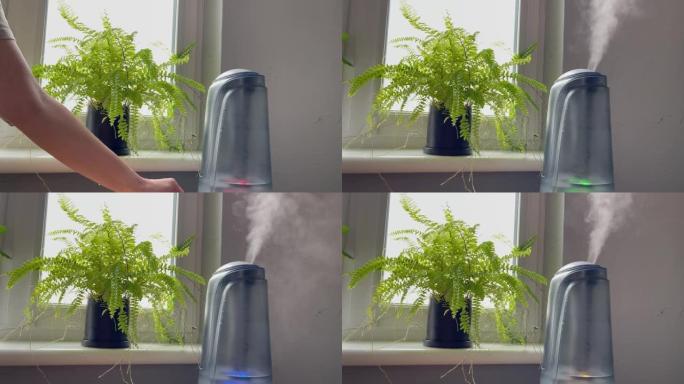 女人的手打开绿色蕨类植物附近的加湿器。家用植物加湿器的水雾蒸汽。