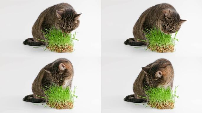 虎斑猫吃白色背景上的绿色燕麦草芽菜