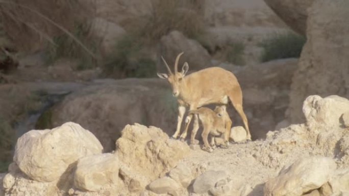 努比亚Ibex小鹿母乳奶子