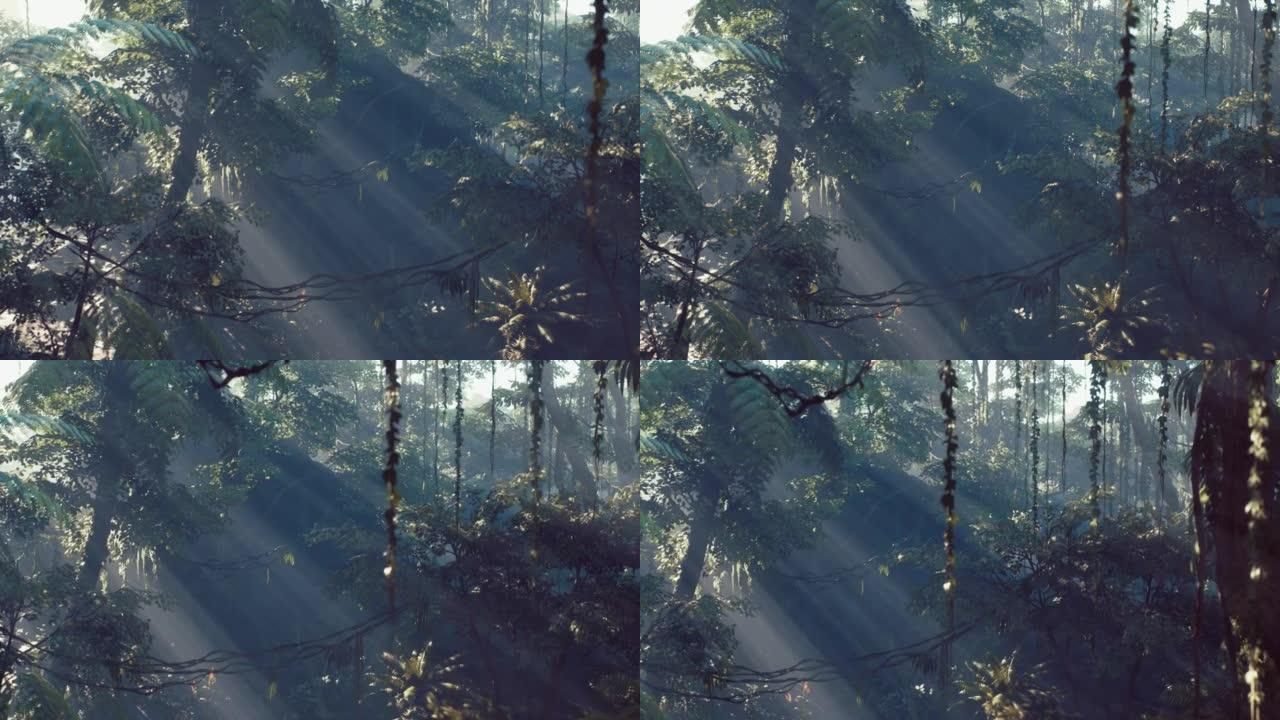 雾蒙蒙的丛林雨林