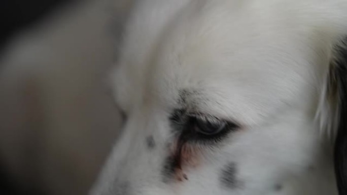 白色达尔马提亚狗的特写镜头，宠物。顽皮的小狗，可爱的脸。快乐的好朋友。