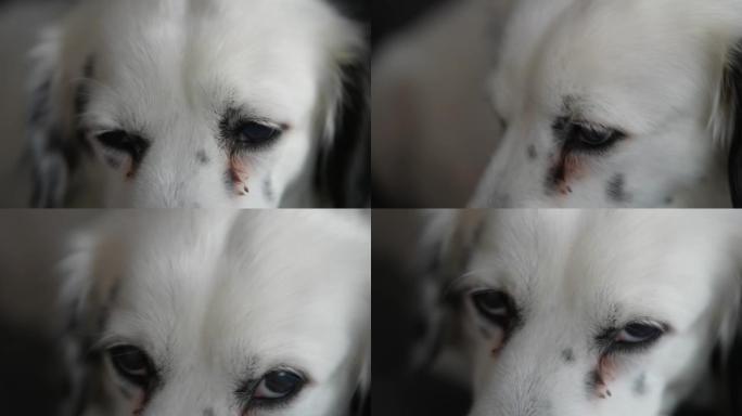 白色达尔马提亚狗的特写镜头，宠物。顽皮的小狗，可爱的脸。快乐的好朋友。