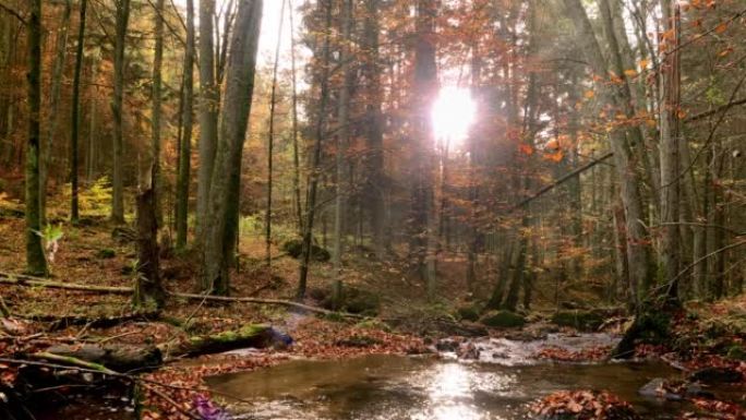 溪流在秋天的森林中流动