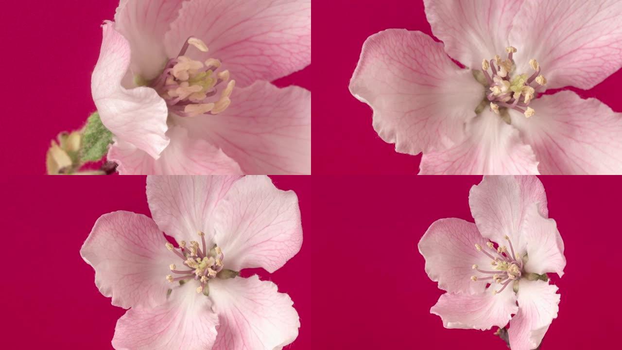 木瓜花盛开在红色背景下缩小和旋转延时视频。