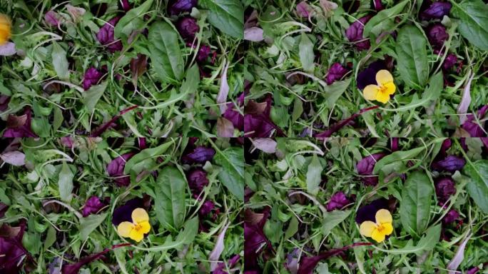 新鲜沙拉盘，混合绿色莴苣叶和紫罗兰花。菜肴装饰，餐桌。准备在桌子上吃一份。健康食品绿色餐，酮或古饮食