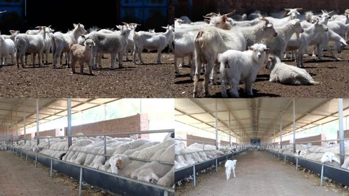 羊养殖 羊产业 羊圈 羊舍 饲养羊