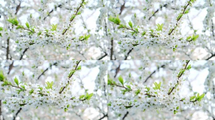 果树的春季开花季节。盛开的梅枝