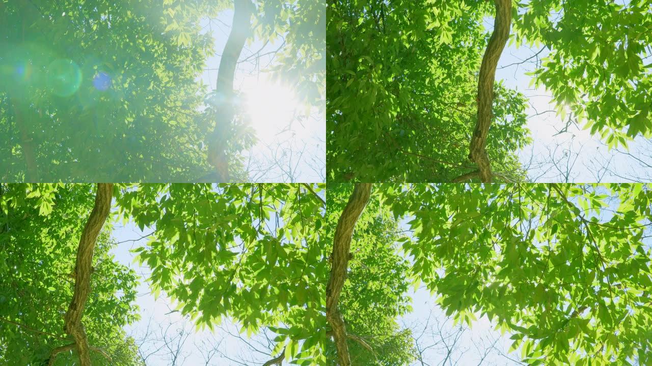 一棵新鲜的绿树，阳光美丽