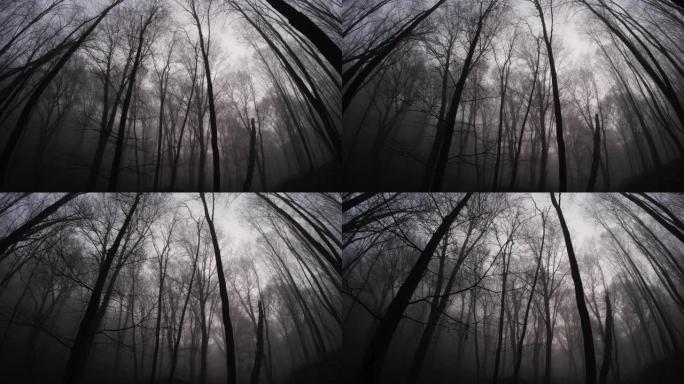 穿过一片雾蒙蒙的森林