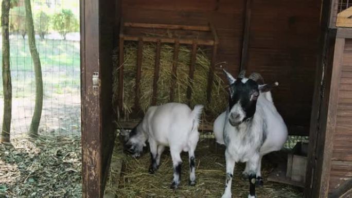 两只山羊妈妈和宝宝正在谷仓里吃干草。家庭农场。