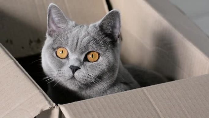 一只可爱的灰色好奇猫，有着富有表现力的铜眼睛，坐在一个纸板箱里。英国短毛种。