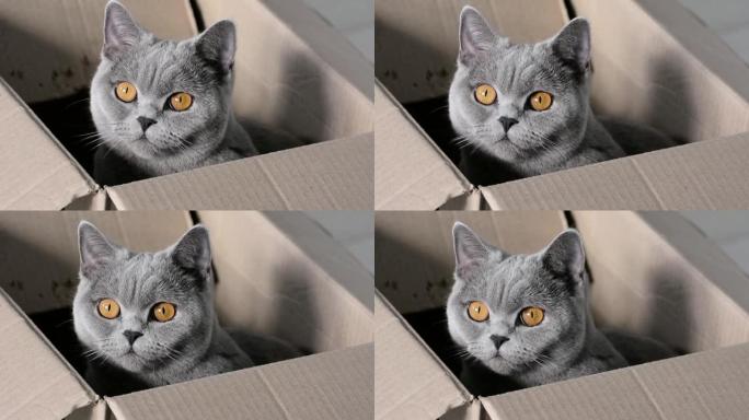 一只可爱的灰色好奇猫，有着富有表现力的铜眼睛，坐在一个纸板箱里。英国短毛种。