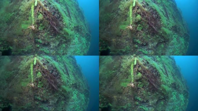 微距拍摄小龙虾Acanthogammarus水下贝加尔湖。