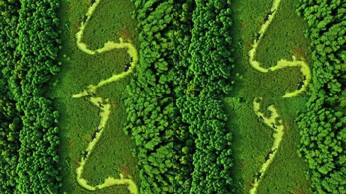 春天河上的绿藻。野生动物的鸟瞰图。