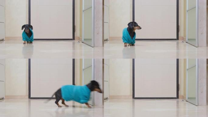 黑色腊肠狗穿着明亮的蓝色毛圈长袍在酒店房间里跑，铺有瓷砖的光滑地板特写